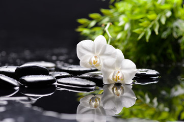 white three orchid with black stones and green plant