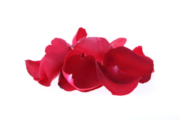 petal red rose flower isolated on white background