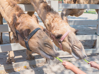 two camels eating cow pea from children's hand