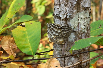 Wasp's nest in a tree