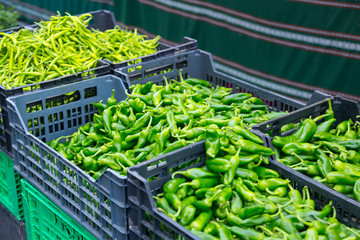  Harvest of green peppers