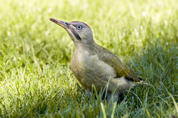 Female of European green woodpecker, Picus viridis