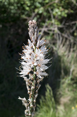 Flowers of White asphodel, Asphodelus albus
