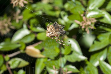 Garden spider preying on a honey bee