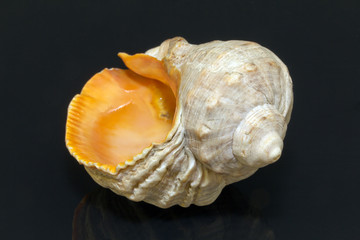 single sea shell isolated on black background