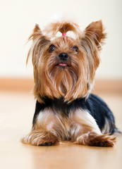 Portrait of  Yorkshire Terrier dog