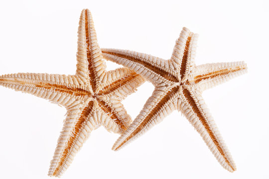 some of sea stars isolated on white background