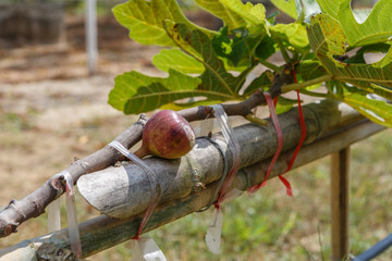 Fig agriculture plant