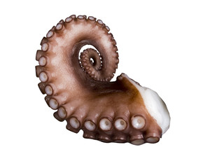 Tentacolo di polpo