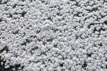 Large crystals of snow on the ice