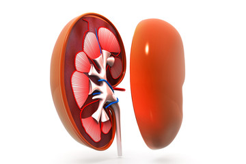Human kidney anatomy