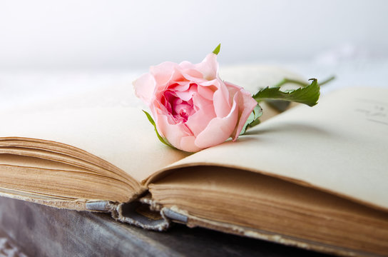 pink rose on an open old book