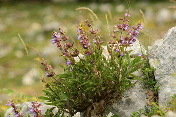 Salvia officinalis