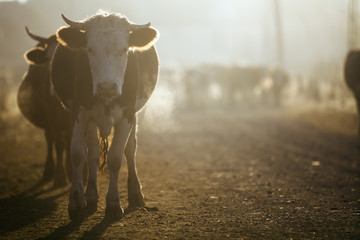 Cows at sunrise