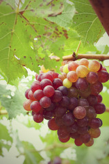 Fresh grapes