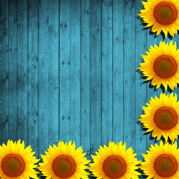 Fototapeta flower sunflower and turquoise wood background