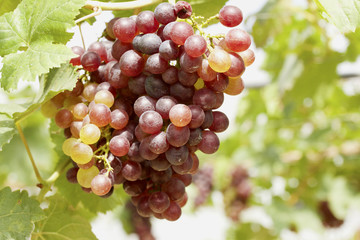 Fresh grapes