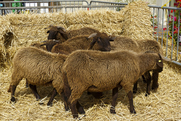 The lamb corral