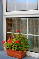 Pretty little welcome of geraniums in windowbox