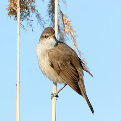 Great Reed Warbler (Acrocephalus arundinaceus).