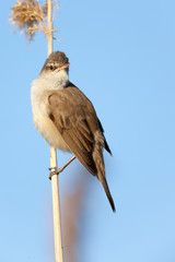 Great Reed Warbler (Acrocephalus arundinaceus).