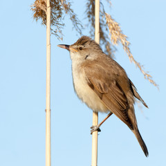 Great Reed Warbler (Acrocephalus arundinaceus).