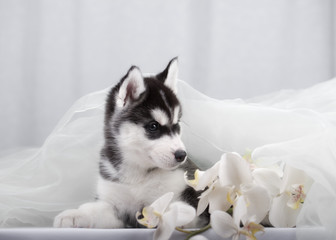 gentle puppy husky and orchids