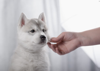 gentle puppy husky