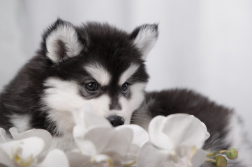 gentle puppy husky and orchids