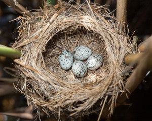 Nest. Great Reed Warbler (Acrocephalus arundinaceus).