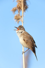 Great Reed Warbler (Acrocephalus arundinaceus).