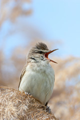 Great Reed Warbler (Acrocephalus arundinaceus).