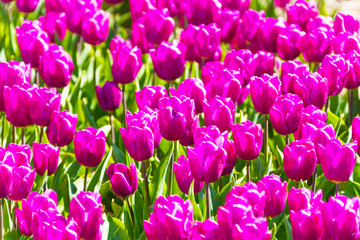 Beautiful purple tulips close-up view during day