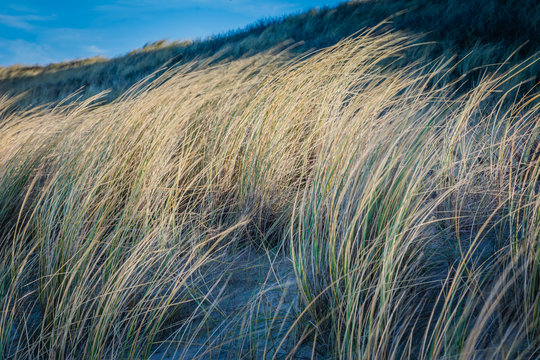 D&uuml;nen Noordwijk Holland