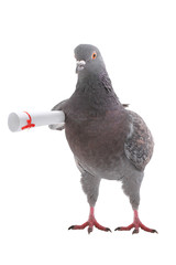 grey dove © fotomaster