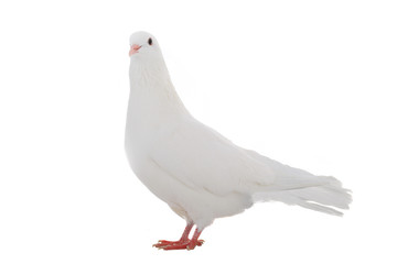white  dove