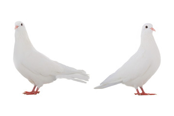 two white  dove