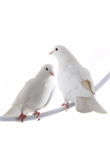 two white  dove