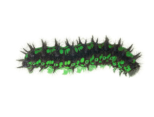 green and black caterpillar isolated on white