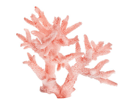 light red coral on white