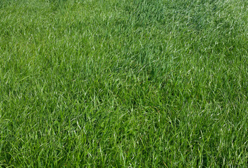 green grass background