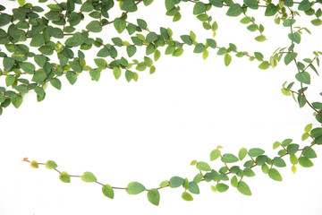 green ivy climbing fig isolated