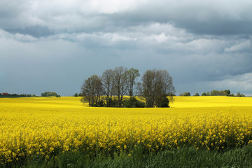 rape field