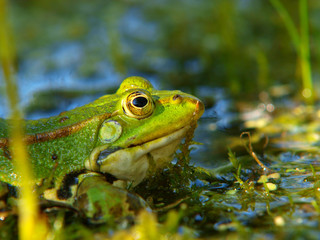Frosch mit Alge