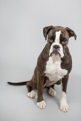 Boxer dog in a studio