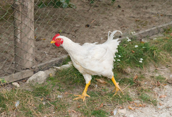 beautiful chicken running around the garden