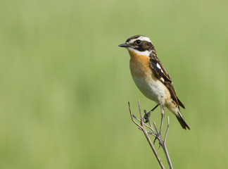 Whinchat on the branch 