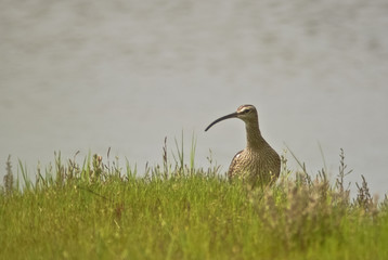 chiurlo piccolo (Numenius phaeopus)