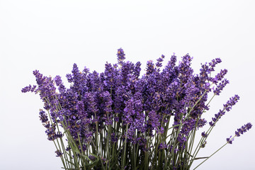 Lavender isolated on white background. Close up.