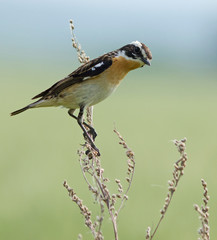 Whinchat on the plant 